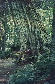 Valley of the Giants of South Manitou