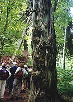 A group in the cedars