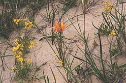 Wildflowers on South Manitou Dunes